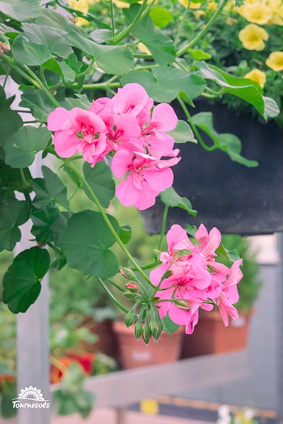 Nos pelargonium en jardinerie